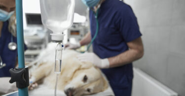 Fim de vida dos cães: Relatório aponta lacunas na comunicação com tutores