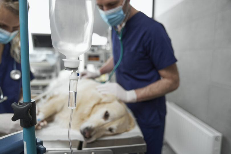 Fim de vida dos cães: Relatório aponta lacunas na comunicação com tutores