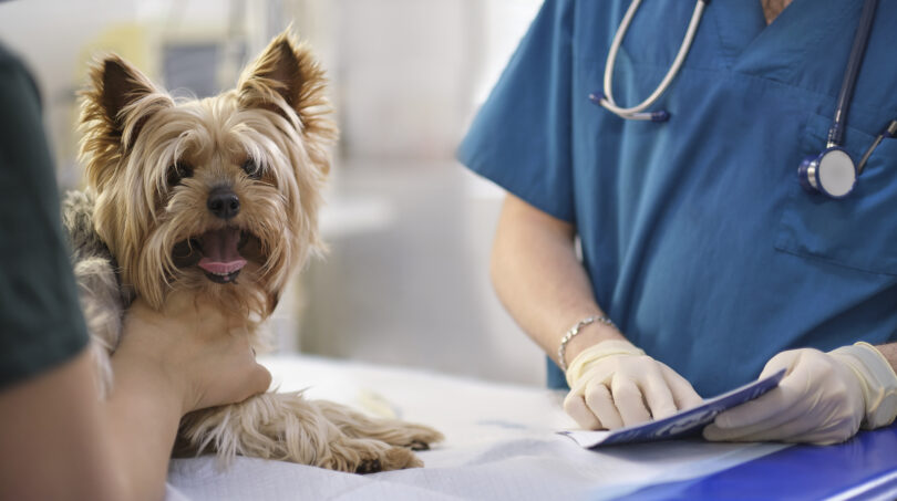 DGAV aprova avisos de apoio ao bem-estar dos animais de companhia para 2026