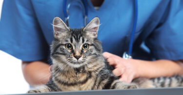 Tratamento precoce é determinante no estado epilético em cães e gatos