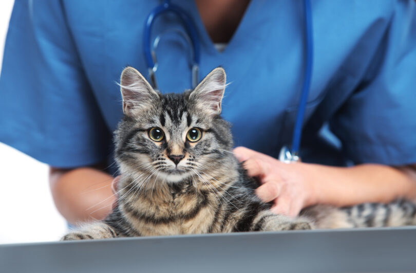 Tratamento precoce é determinante no estado epilético em cães e gatos