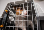 Comissão Europeia regista aumento de suspeitas de fraude em movimentos de cães e gatos