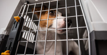 Comissão Europeia regista aumento de suspeitas de fraude em movimentos de cães e gatos