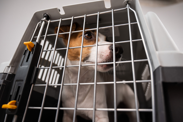 Comissão Europeia regista aumento de suspeitas de fraude em movimentos de cães e gatos