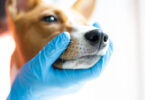 Nova técnica permite observar articulação temporomandibular canina em contexto clínico