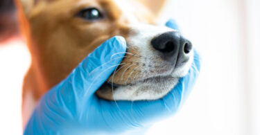 Nova técnica permite observar articulação temporomandibular canina em contexto clínico