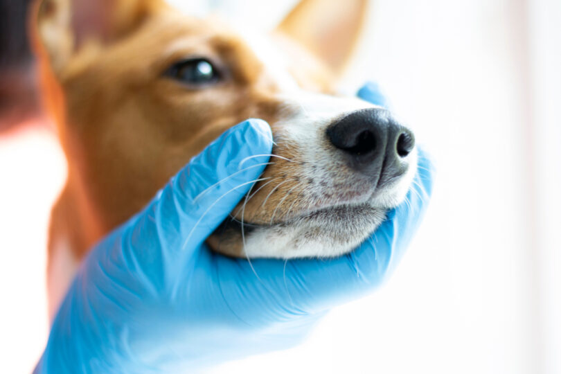 Nova técnica permite observar articulação temporomandibular canina em contexto clínico