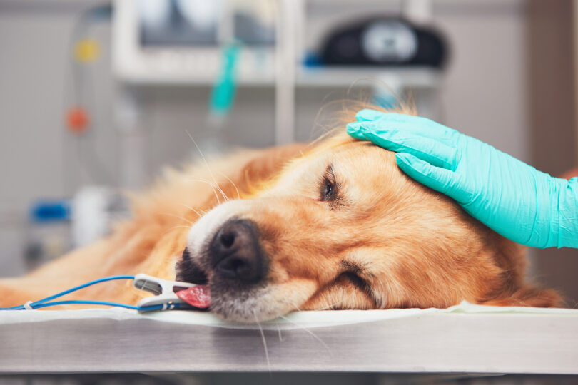Estudo destaca papel da comunicação na decisão de eutanásia em animais de companhia