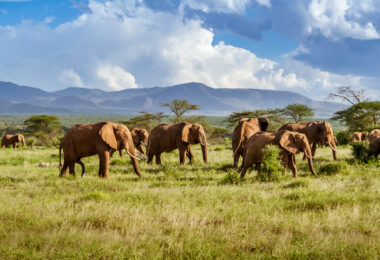 Estudo associa comércio de mamíferos selvagens a maior risco de transmissão de zoonoses