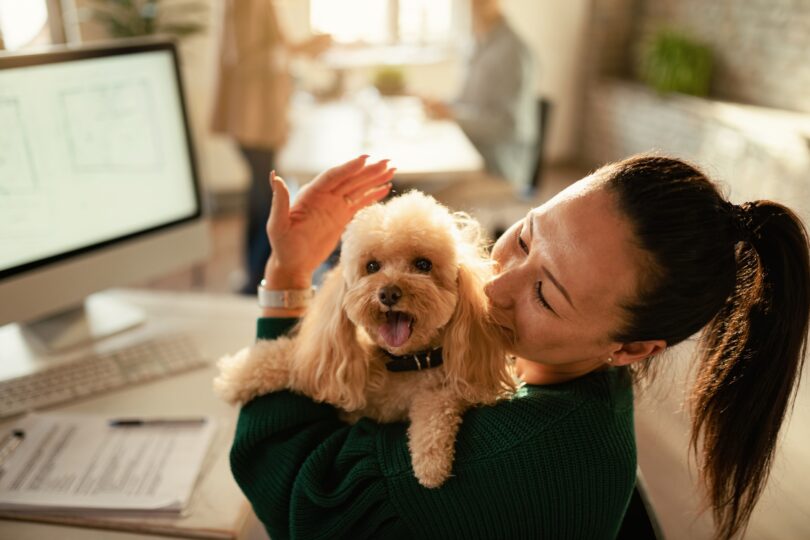 Levar animais de companhia para o trabalho pode influenciar mudança de emprego em Espanha