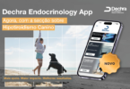 Hipotiroidismo canino ganha nova secção em app de apoio clínico