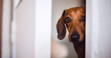 Estudo aponta elevada prevalência de ansiedade e medo em cães