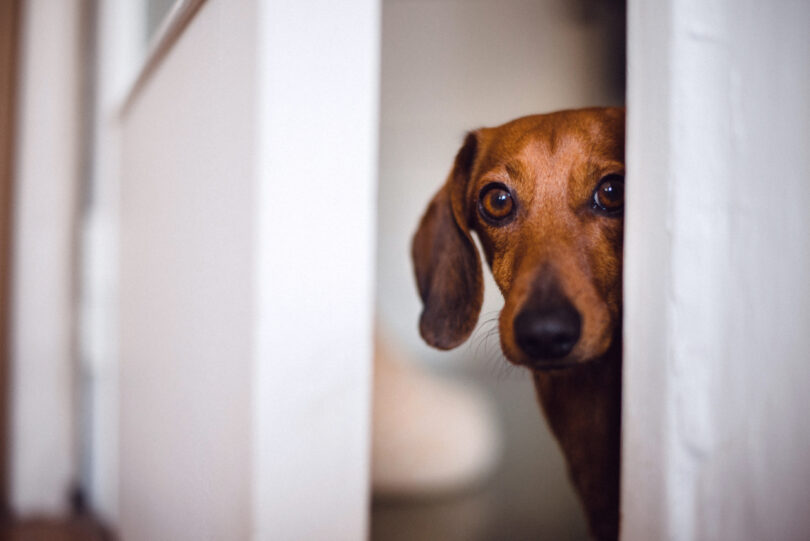 Estudo aponta elevada prevalência de ansiedade e medo em cães