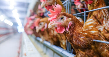 Eurogroup for Animals saúda plano europeu para reforçar bem-estar na produção animal