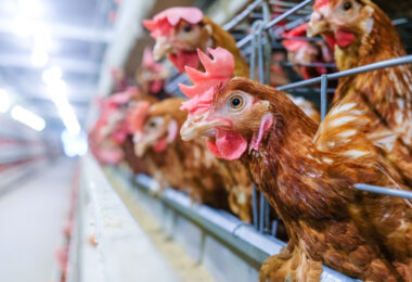 Eurogroup for Animals saúda plano europeu para reforçar bem-estar na produção animal