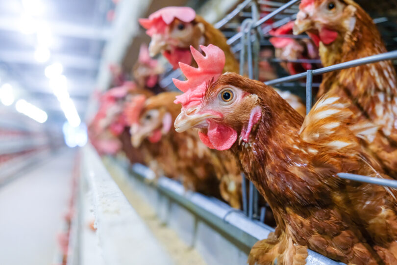 Eurogroup for Animals saúda plano europeu para reforçar bem-estar na produção animal