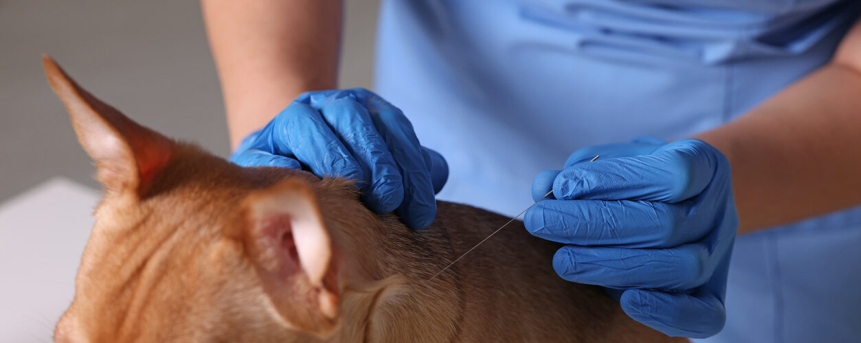 Acupuntura veterinária ganha espaço como ferramenta complementar na prática clínica