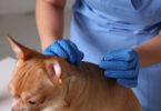 Acupuntura veterinária ganha espaço como ferramenta complementar na prática clínica