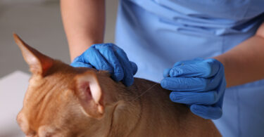 Acupuntura veterinária ganha espaço como ferramenta complementar na prática clínica