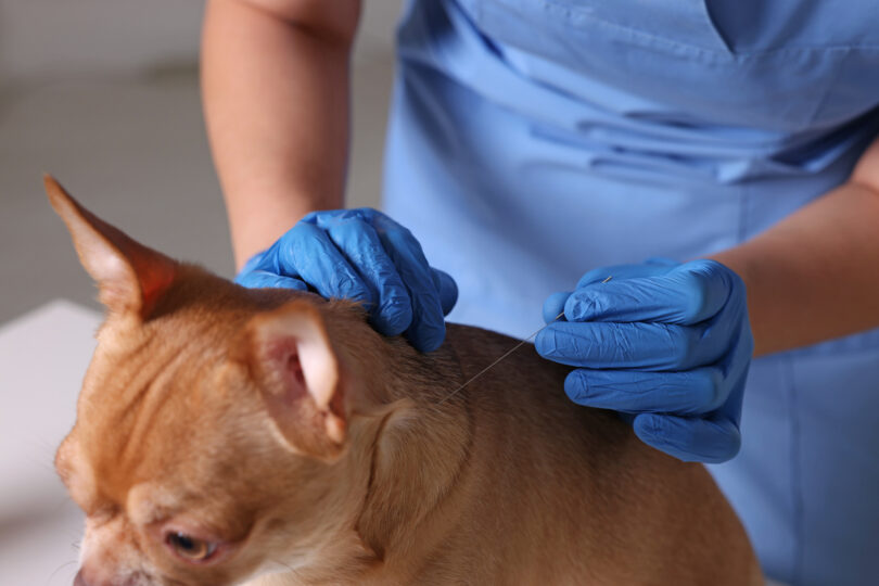 Acupuntura veterinária ganha espaço como ferramenta complementar na prática clínica