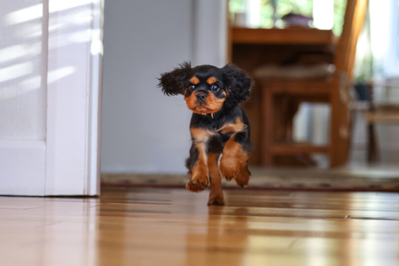 Alterações comportamentais em cães e gatos podem ter origem médica