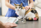 Reino Unido prepara maior reforma da regulação veterinária em 60 anos