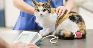 Reino Unido prepara maior reforma da regulação veterinária em 60 anos