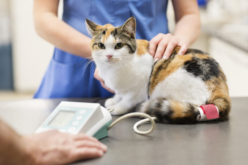 Reino Unido prepara maior reforma da regulação veterinária em 60 anos