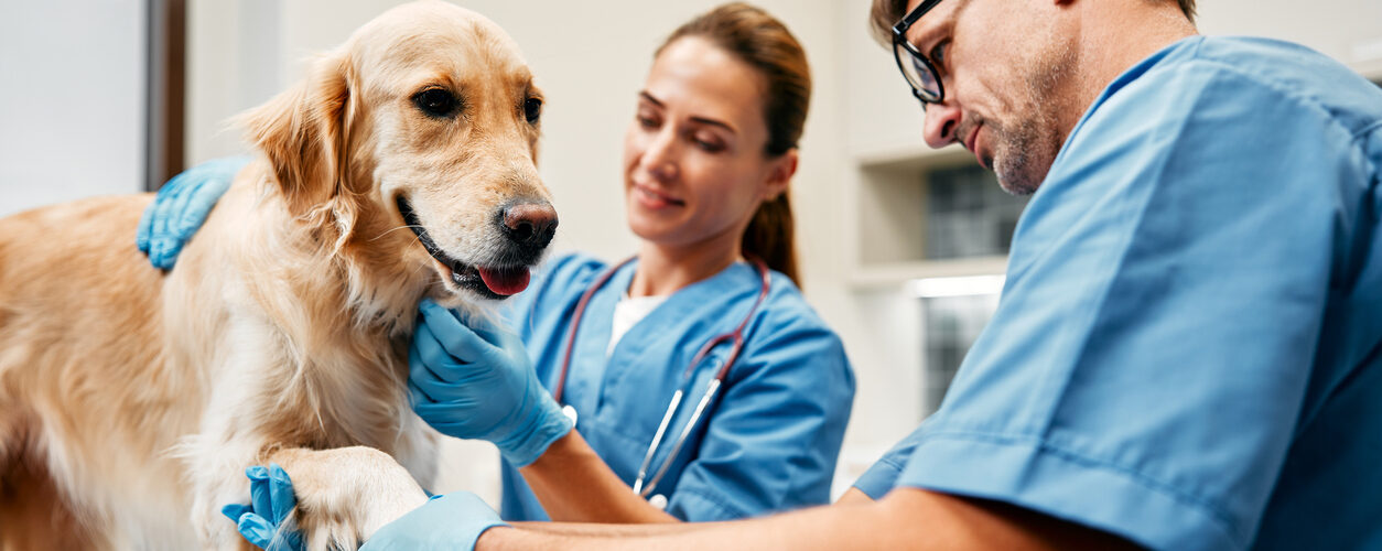 Deteção de dor e doença oculta é o aspeto menos reconhecido do trabalho veterinário, diz estudo