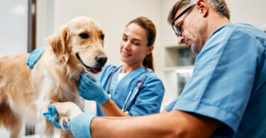 Deteção de dor e doença oculta é o aspeto menos reconhecido do trabalho veterinário, diz estudo