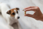 Suplementação nutricional pode melhorar alterações gastrointestinais ligeiras em cães e gatos