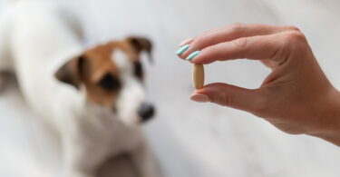 Suplementação nutricional pode melhorar alterações gastrointestinais ligeiras em cães e gatos