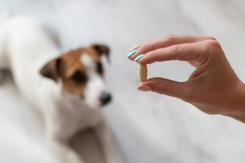 Suplementação nutricional pode melhorar alterações gastrointestinais ligeiras em cães e gatos