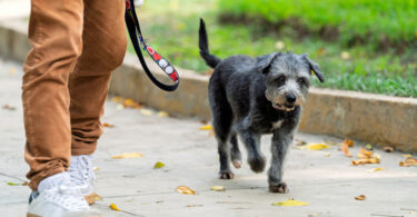 Alterações na marcha podem ajudar a monitorizar declínio cognitivo em cães idosos