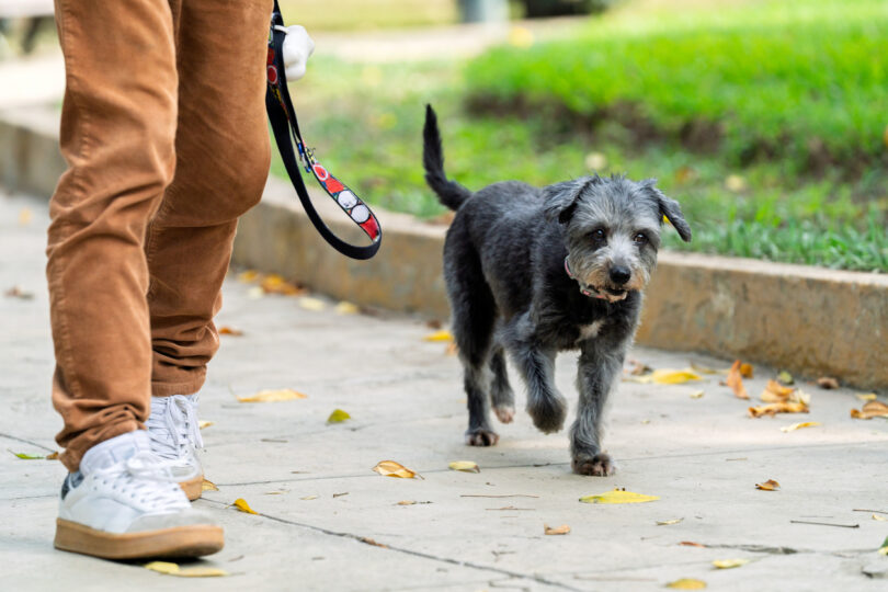 Alterações na marcha podem ajudar a monitorizar declínio cognitivo em cães idosos