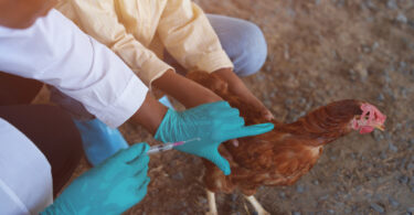 Espanha distribui 8,5 milhões de euros para programas de sanidade animal