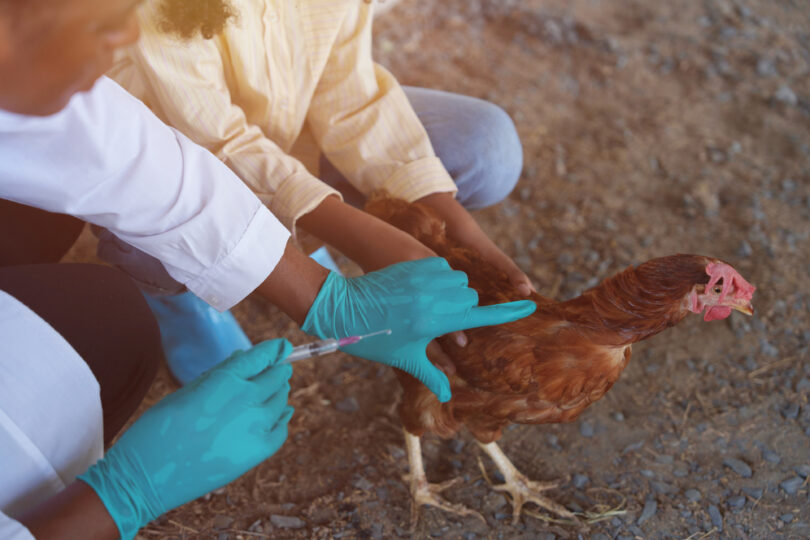 Espanha distribui 8,5 milhões de euros para programas de sanidade animal
