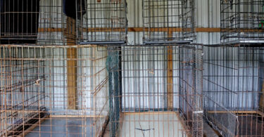 Catalunha avança para proibição de explorações de animais para produção de peles