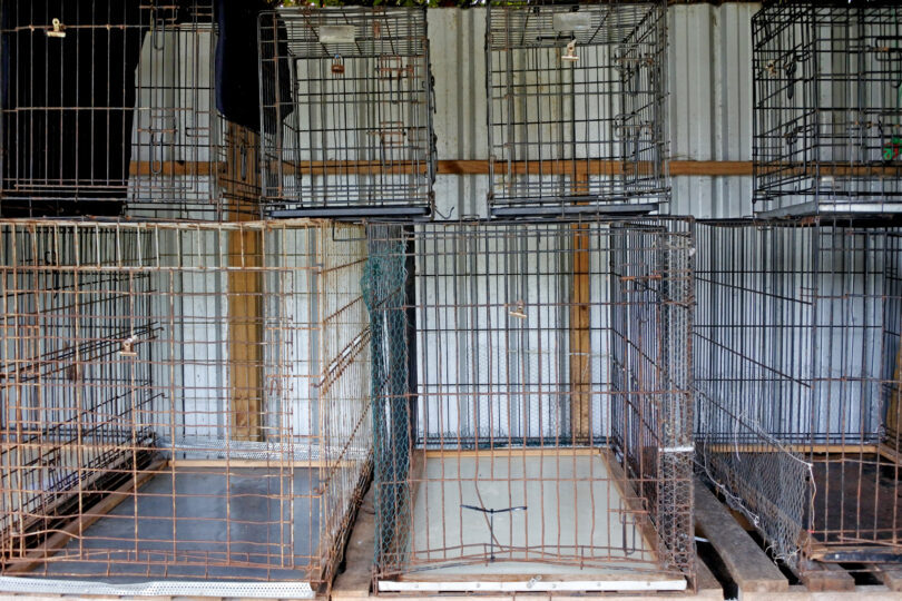 Catalunha avança para proibição de explorações de animais para produção de peles